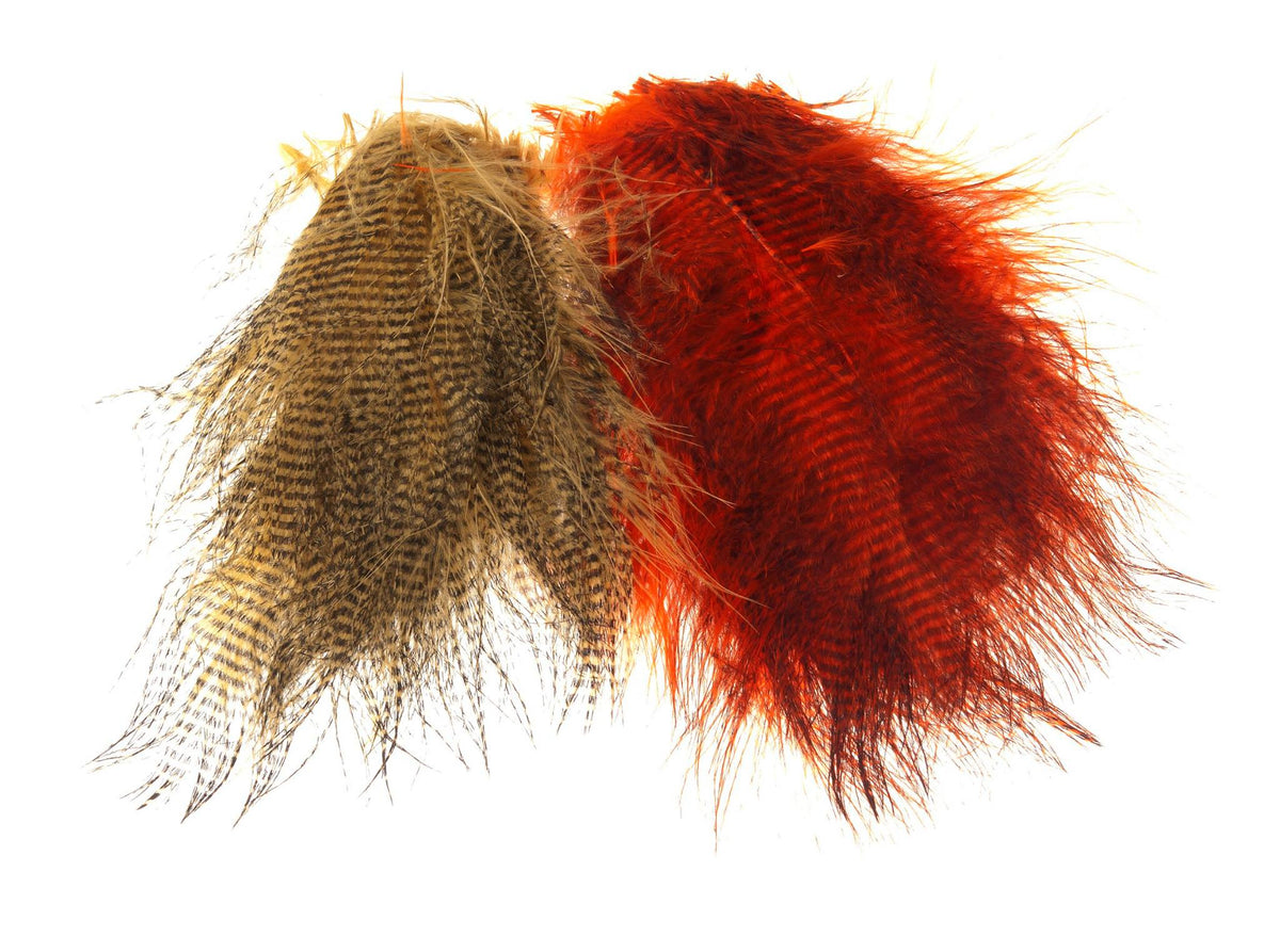 Barred Marabou