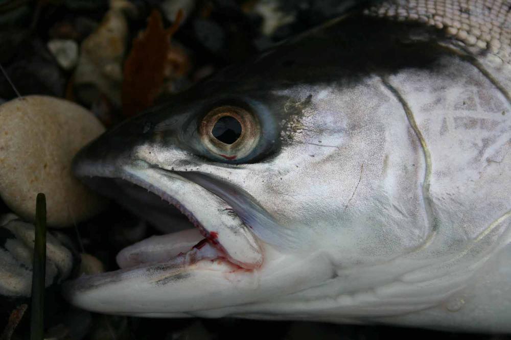 SLF Saltwater - Smokey Olive