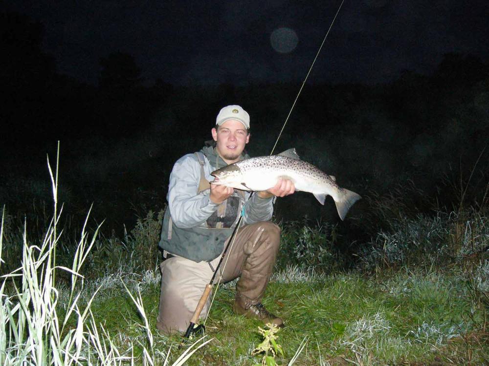 Arctic Goat - Fl. Yellow