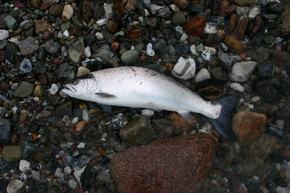 STF Dubbing - Brown