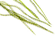 Selected Flatwing/dryfly Feather - Grizzly Flou Chartreuse
