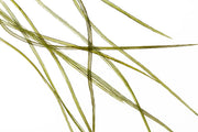10+ Selected Flatwing/dryfly Feather - Olive