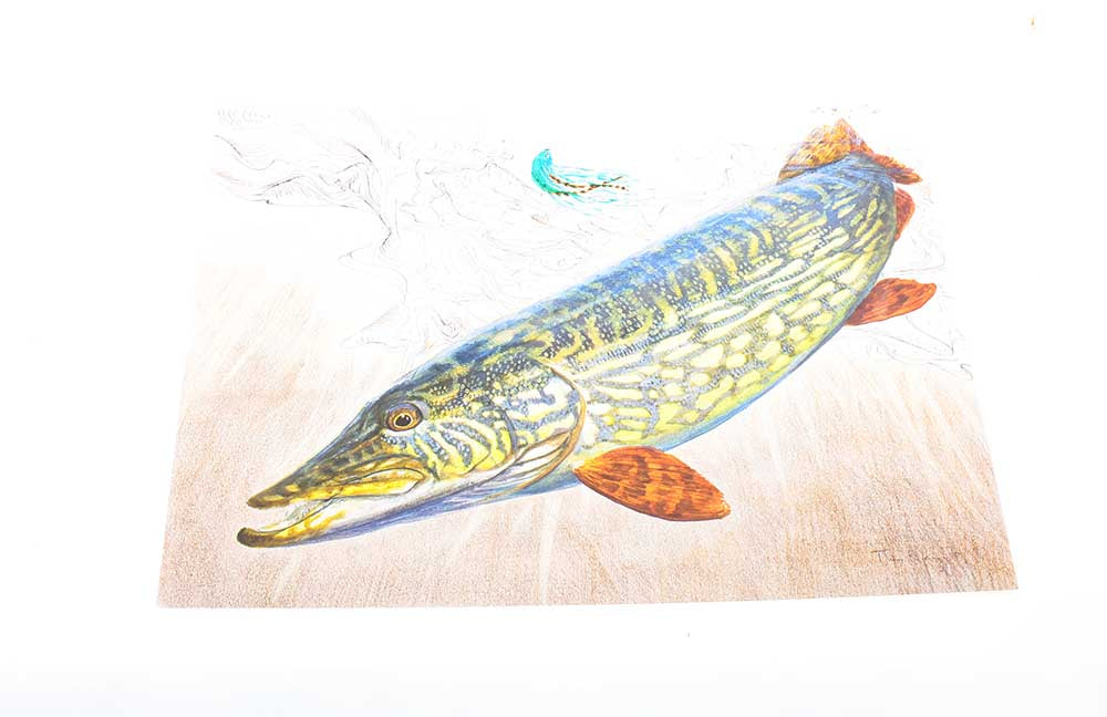 Thomas Weiergang TRYK 40x29 cm - Gedde
