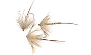 French Partridge