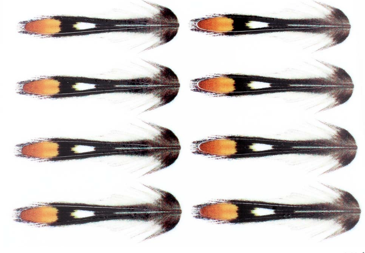 Junglecock Sub. Substitute Natural Fluebinding Nakker & Sadler The Fly Co.